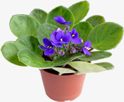 摄影绿色草本植物紫色花朵盆栽素材