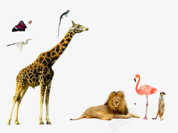 摄影动物世界长颈鹿狮子丹顶鹤素材