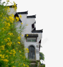 徽州建筑侧面白墙黑瓦油菜花素材