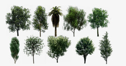 各种类型的树素材