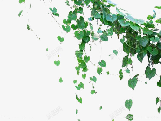 院子一角png免抠素材_88icon https://88icon.com 摄影实物 植物 绿色