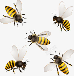 五只蜜蜂素材