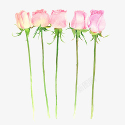 粉色玫瑰绘画素材