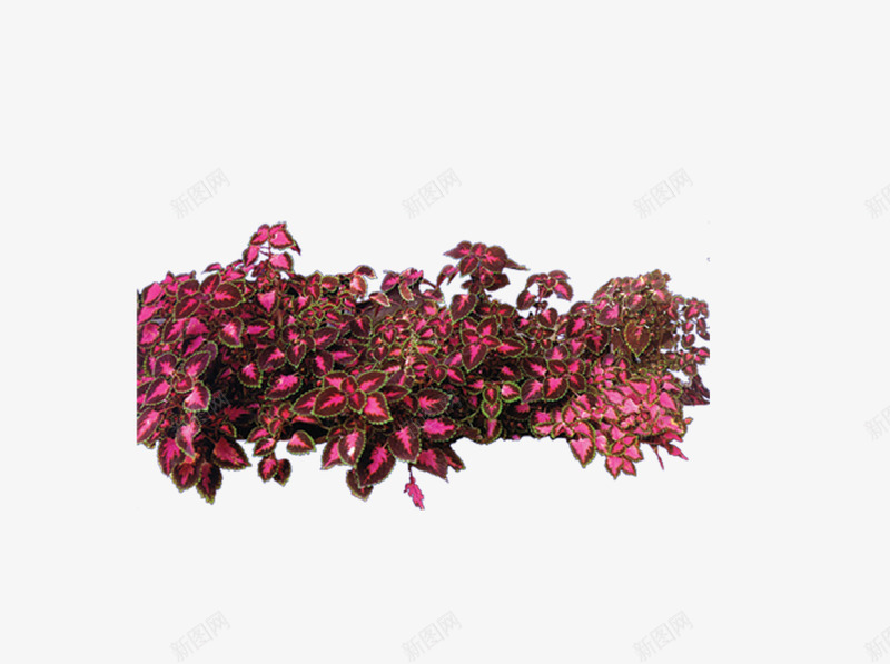 红色叶子png免抠素材_88icon https://88icon.com 叶子 园林景观设计 园林植物 树素材图片 花卉植物圆环素材