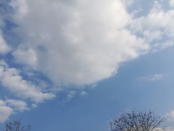 蓝天白云树背景素材