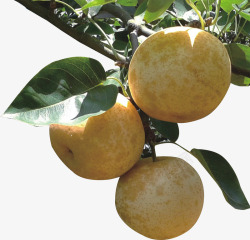 水晶梨梨梨子水晶梨带叶子的梨高清图片
