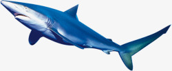 夏日摄影海报鲨鱼素材