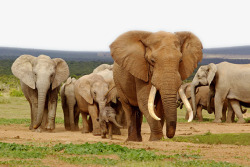 草原上的大象群素材