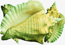 海螺形状淡黄色条纹海螺高清图片