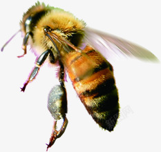 摄影雄壮的蜜蜂素材