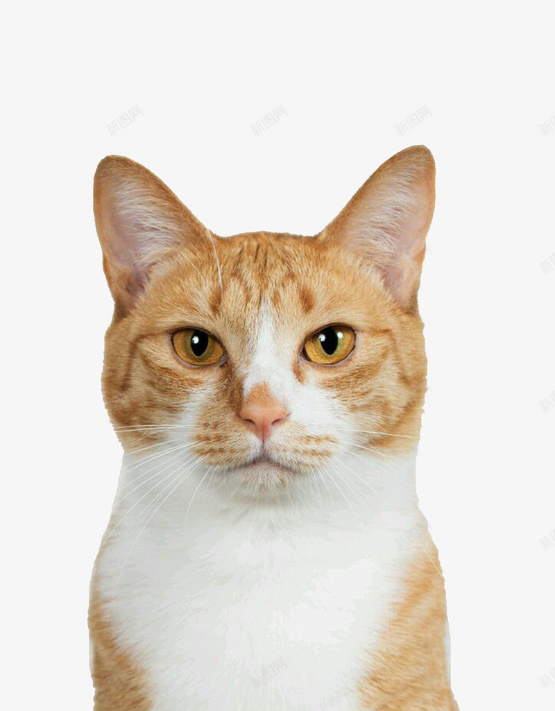 一只蹲坐着的猫png免抠素材_88icon https://88icon.com 喵星人 宠物 特写 艺术摄影