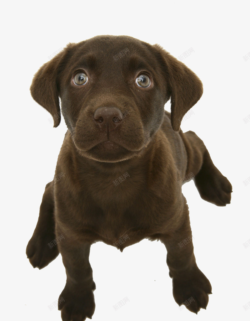 巧克力拉布拉多犬png免抠素材_88icon https://88icon.com 仰视 动物 坐 实物 宠物摄影 小狗 巧克力拉布拉多犬 拉布拉多犬 狗