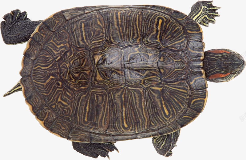 有斑驳条纹的海龟png免抠素材_88icon https://88icon.com 国家保护动物 斑驳条纹 海洋生物 海龟 褐色