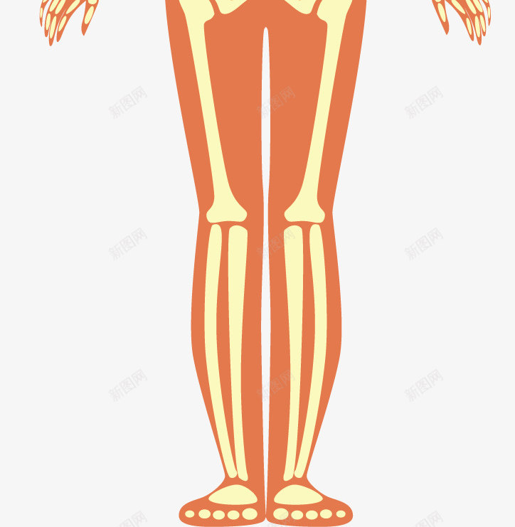 女孩人体骨骼系统矢量图ai免抠素材_88icon https://88icon.com 人体 人体骨骼 女孩骨骼 矢量png 矢量图 骨头人 骨骼 骨骼系统