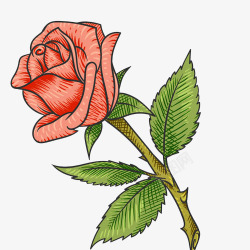 带刺的玫瑰花图素材