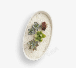 多肉植物盆栽素材