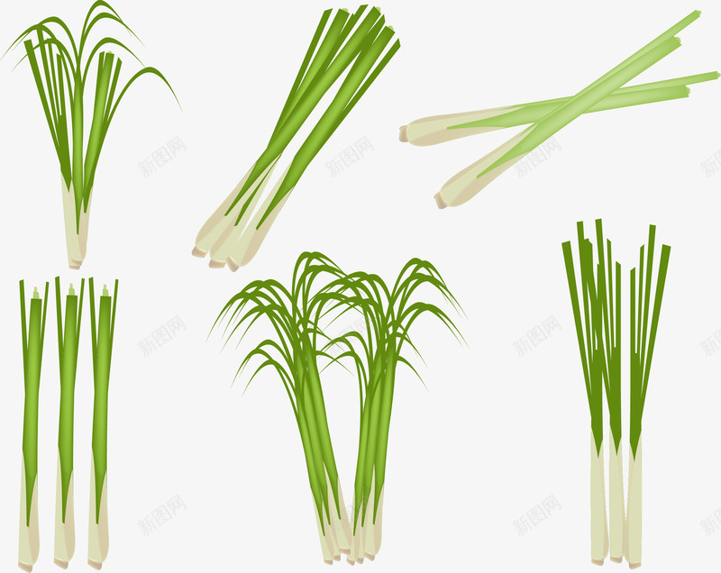柠檬草插图矢量图ai免抠素材_88icon https://88icon.com 柠檬草 植物 矢量图