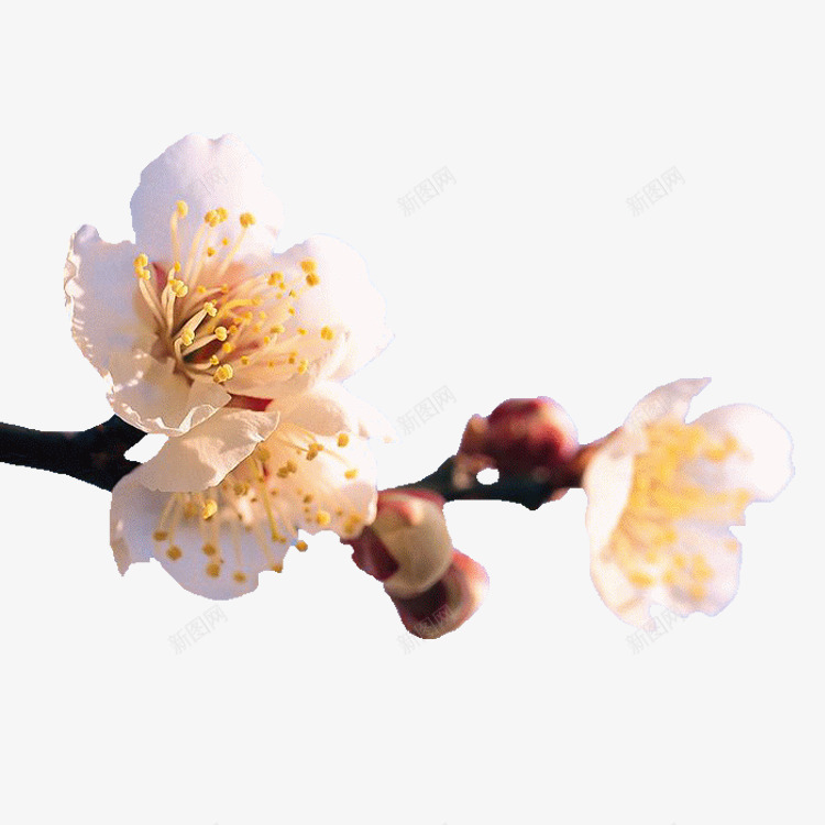 白色桃花花朵花枝装饰png免抠素材_88icon https://88icon.com 桃花 白色 花朵 花枝 装饰