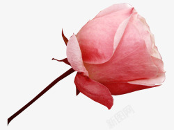 粉色玫瑰花枝素材