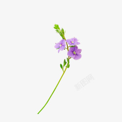 清新紫色小花素材