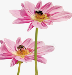 粉色医院海报装饰花朵素材