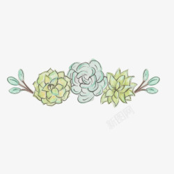 手绘多肉植物矢量图素材