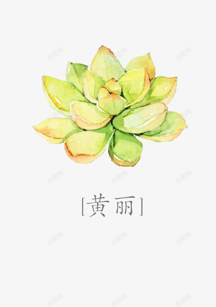 黄丽png免抠素材_88icon https://88icon.com 多肉 多肉植物 彩铅 手绘 植物 水彩 盆栽 肉肉 花朵 黄丽