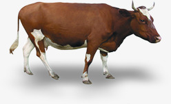 大牛主题动物医院素材