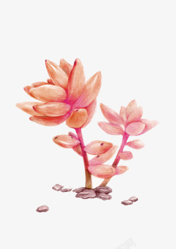 手绘粉色蜡笔多肉植物装饰图案素材