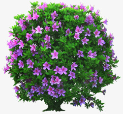 紫色花朵花枝装饰植物素材