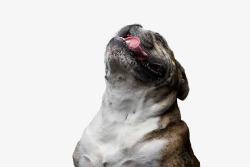 仰头伸舌头的狗照片素材