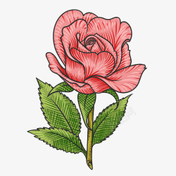 红色的玫瑰花图素材