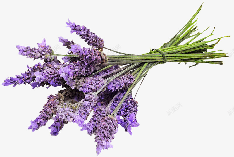 漂亮紫色花束png免抠素材_88icon https://88icon.com 漂亮花朵 紫色花朵 花束 花枝 鲜花