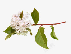 一支白色花朵花枝装饰素材