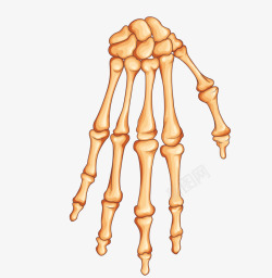 人体手骨头素材