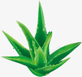 手绘夏日植物绿色芦荟png免抠素材_88icon https://88icon.com 夏日 植物 绿色