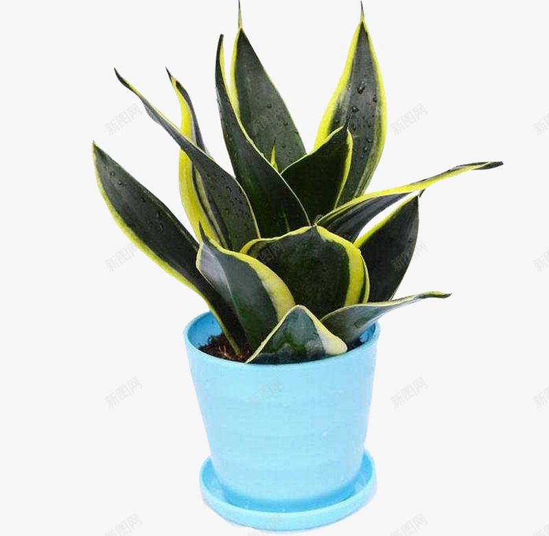 金边虎皮兰psd免抠素材_88icon https://88icon.com 多肉植物 盆栽绿植 虎尾兰 虎皮兰 金边虎尾兰 金边虎皮兰植物