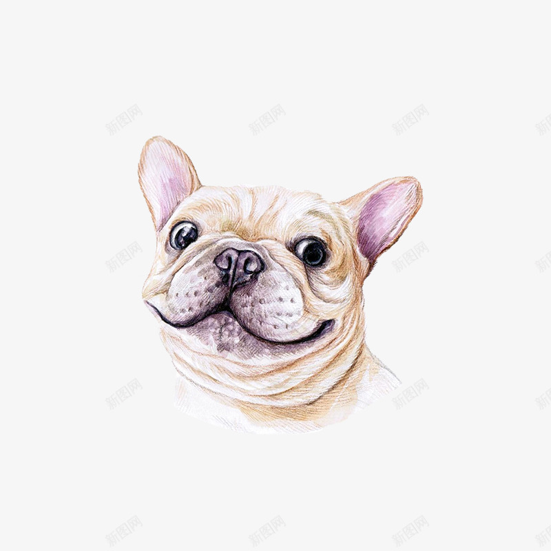 手绘水彩斗牛犬头像png免抠素材_88icon https://88icon.com 可爱 头像 手绘 斗牛犬 水彩