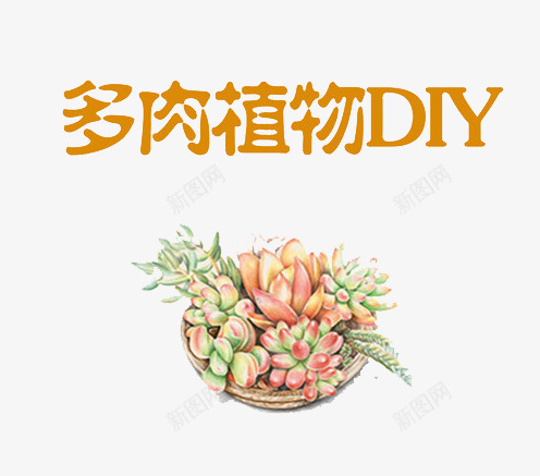 多肉植物png免抠素材_88icon https://88icon.com DIY 多肉 植物 盆栽 装饰