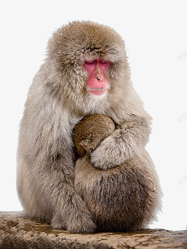母亲保护孩子png免抠素材_88icon https://88icon.com 保护 孩子 母亲 猴子