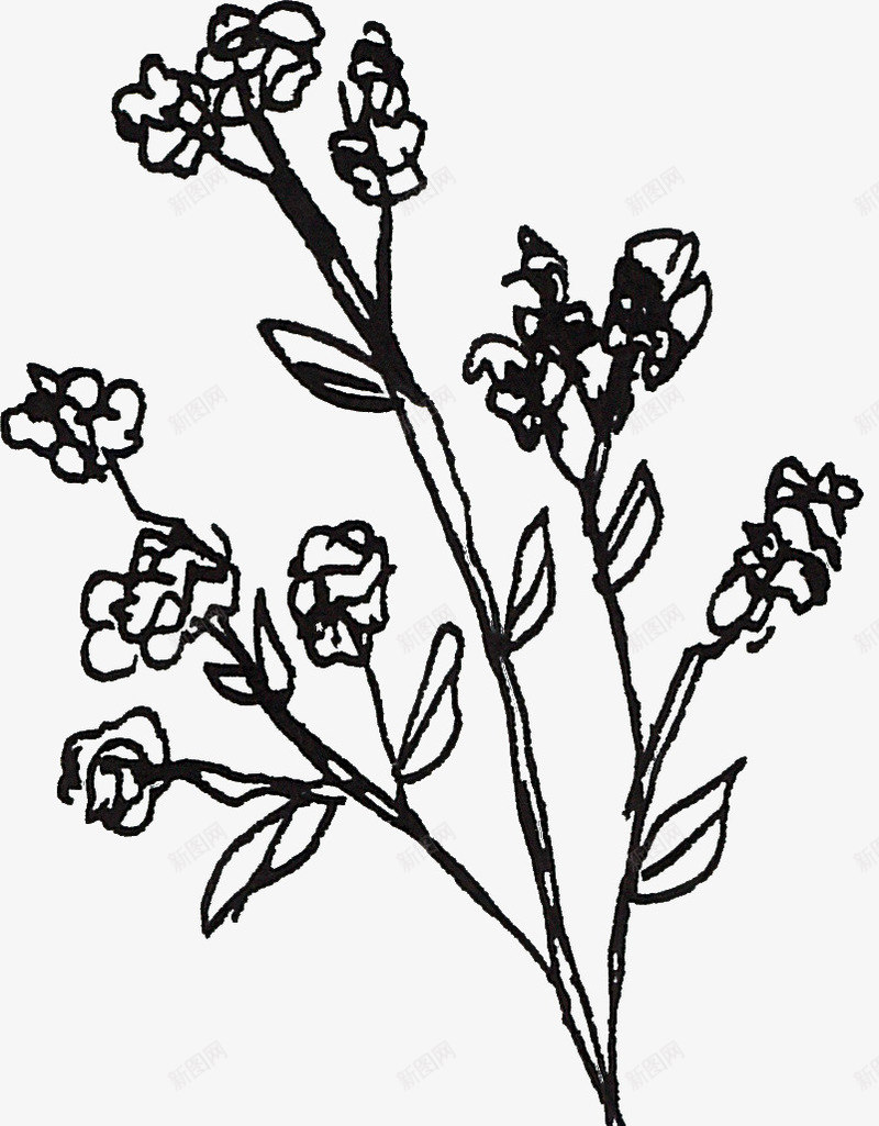 线描花枝png免抠素材_88icon https://88icon.com 线描植物 线条 花卉 黑色