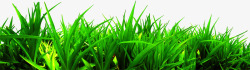 绿色夏日植物草丛素材