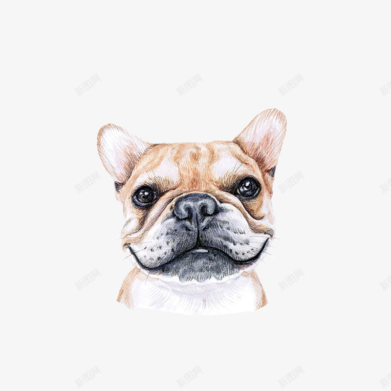 手绘水彩斗牛犬头像png免抠素材_88icon https://88icon.com 可爱 头像 手绘 斗牛犬 水彩