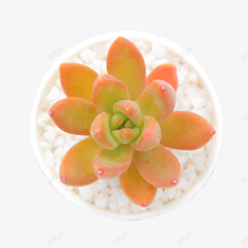 植物铭月多肉观音莲png免抠素材_88icon https://88icon.com 植物 盆栽 精品多肉 绿植含 观音莲 铭月多肉