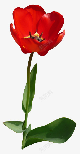 花朵红色花朵花枝装饰png免抠素材_88icon https://88icon.com 红色 花朵 花枝 装饰