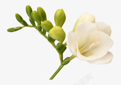 白色花朵花枝绿色花苞素材