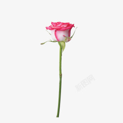 粉色花边白玫瑰花枝素材