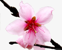 粉色绽放花朵花枝素材