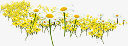 摄影夏日黄色花朵效果素材