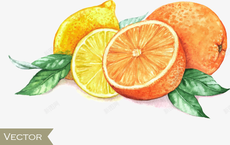 手绘橙子和柠檬矢量图ai免抠素材_88icon https://88icon.com 手绘橙子 柠檬 橙子图片 水果 矢量图